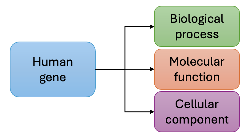 Gene Ontology annotation diagram