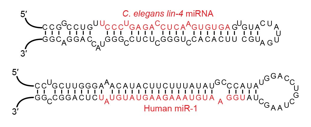 miRNA stem-loop examples
